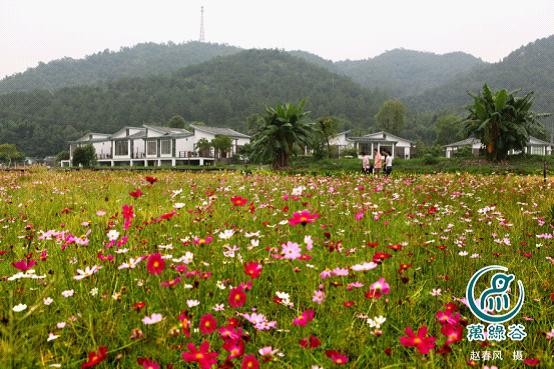 万绿谷“花海”迎客