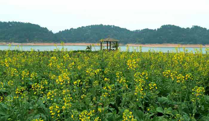 万绿谷油菜花基地3.8妇女节兔费观赏