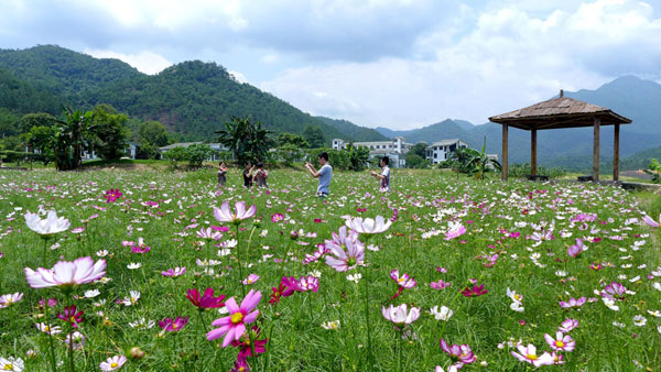 22亩波斯菊次第绽放，万绿谷邀您——赏明月 逛花海 共度浪漫波斯菊月下时光